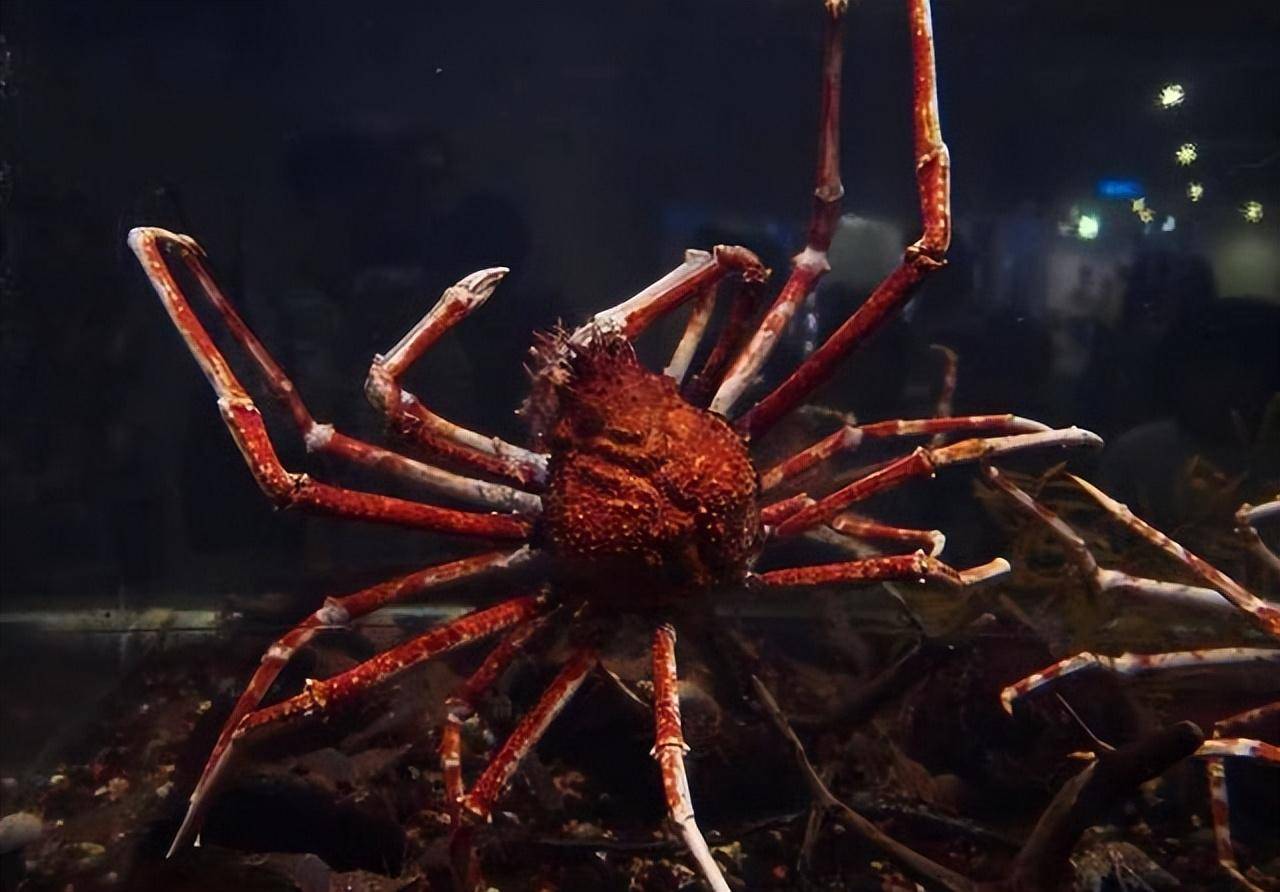 体长四米可活百年,核污染造成变异,日本杀人蟹真的是恐怖生物?