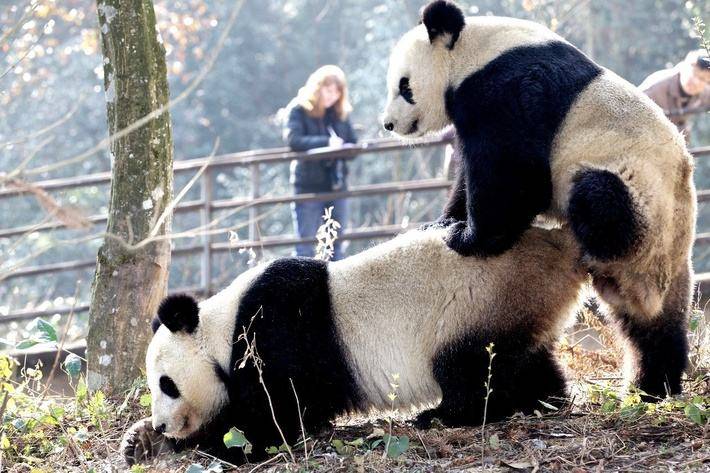 大熊猫的生殖过程图片