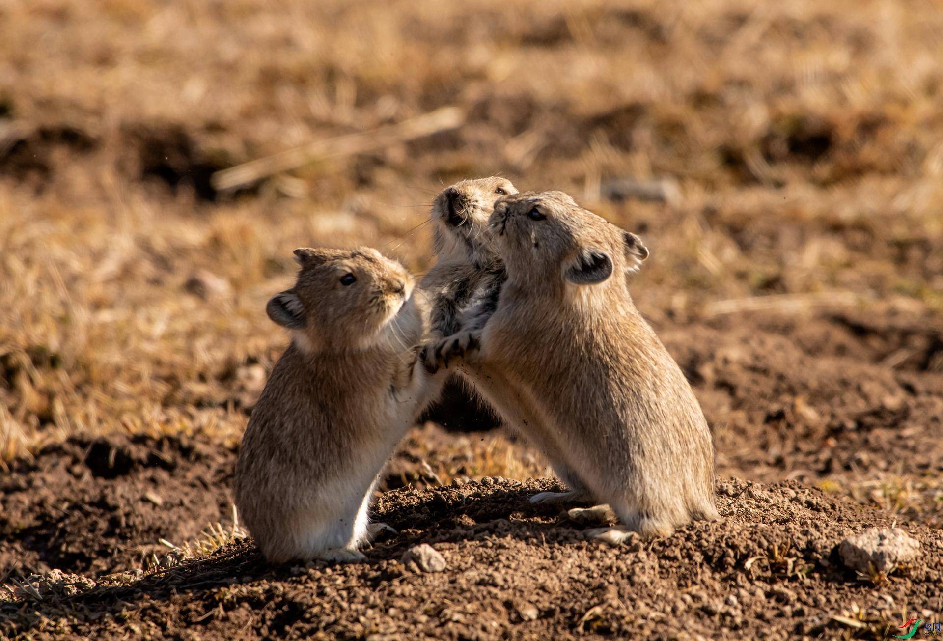 伊犁鼠兔,草原小精灵,不能吃_兔子_新疆_营养