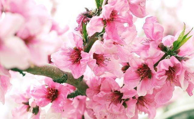 立春开始转运,事业顺利,桃花运旺盛_单身_人际关系_贵人