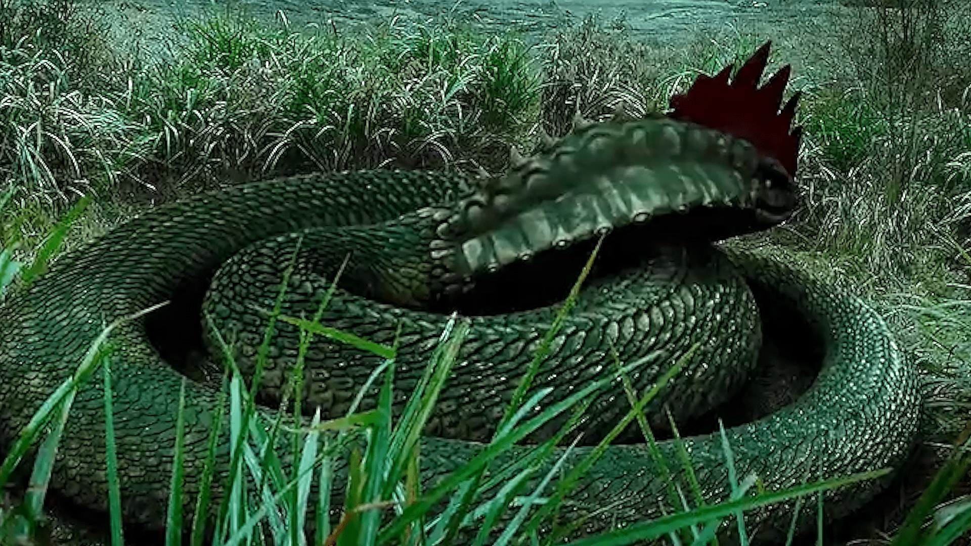鸡冠蛇蟒蛇图片