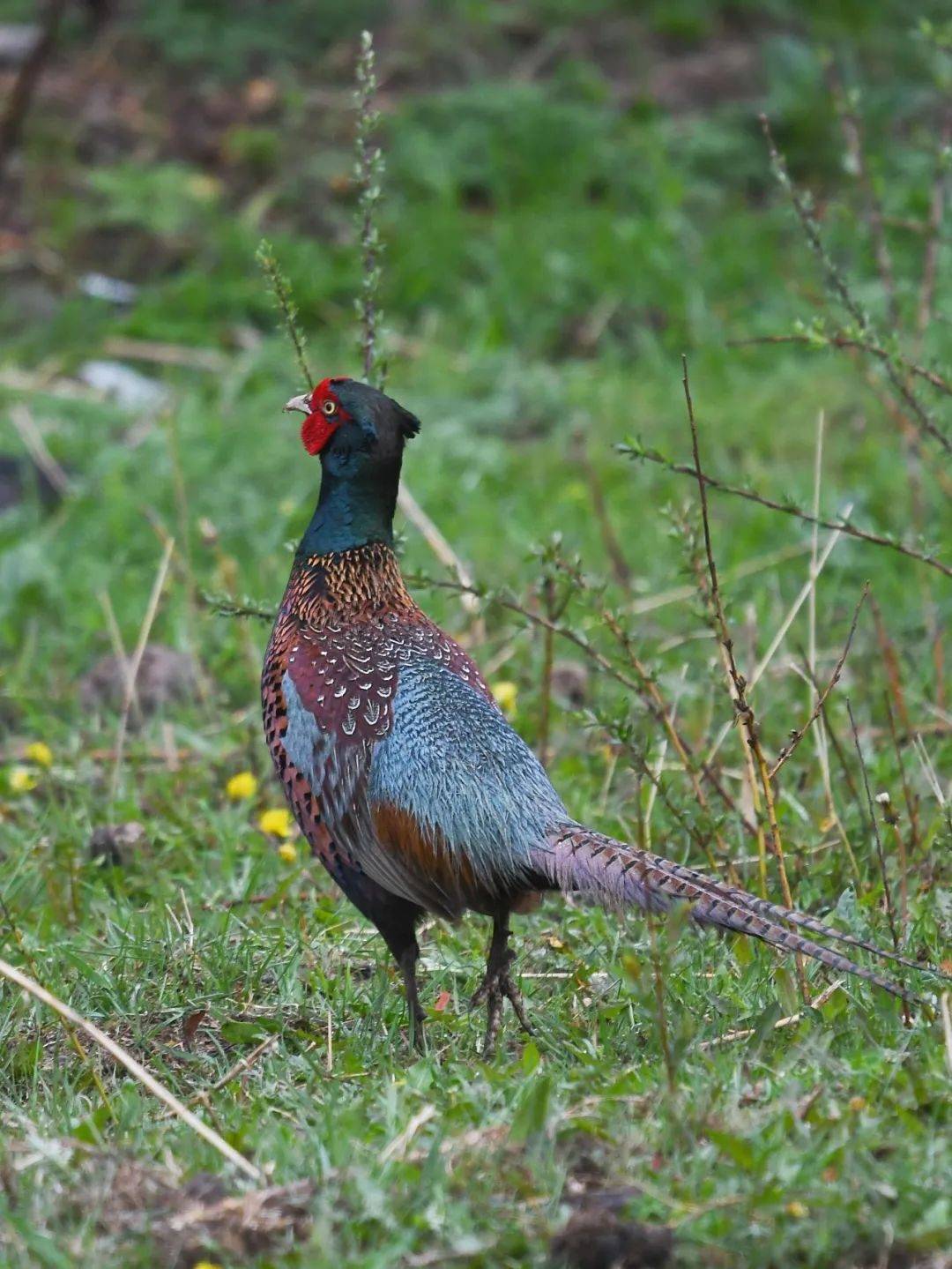 一只鸟就是一只鸟_猛禽_闪电_公园