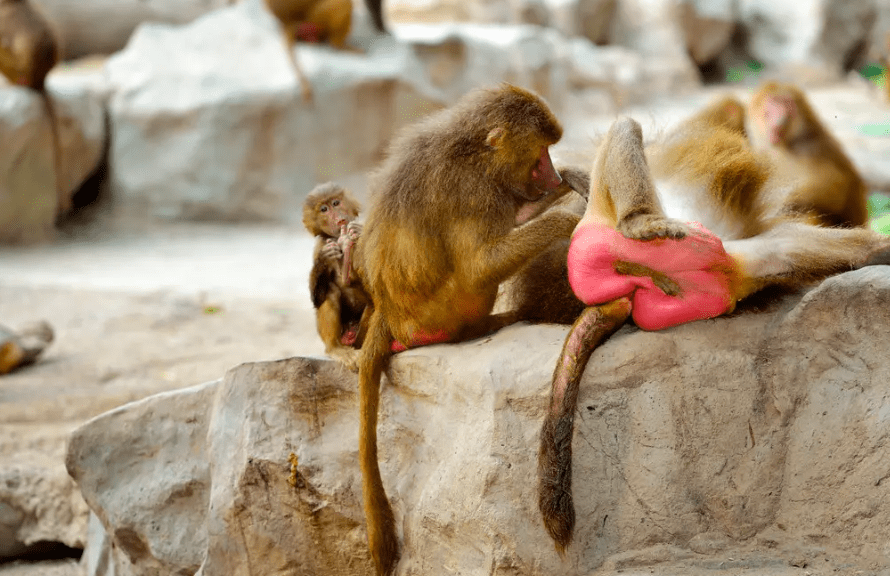 东北虎在泳池偷偷放屁冒泡,网友:作为濒危动物的尊严呢?