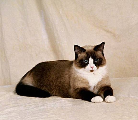每日一猫:四蹄踏雪的雪鞋猫_暹罗_海豹_重点