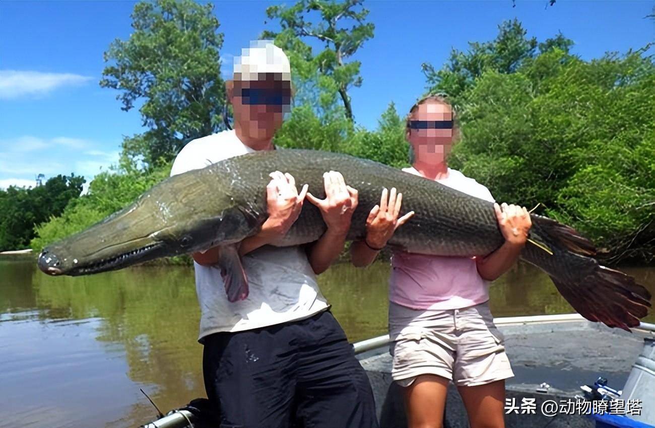 三千万人围观抓捕的"鳄雀鳝"到底是什么物种_美国_牙齿_鳞片