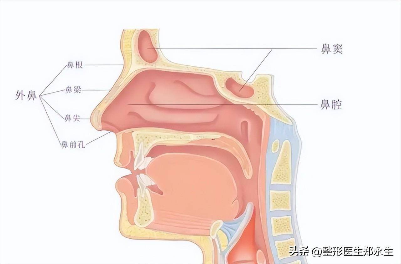 鼻部畸形2,后天性要素:多为外伤造成的,比如小孩时期的轻微软骨损伤
