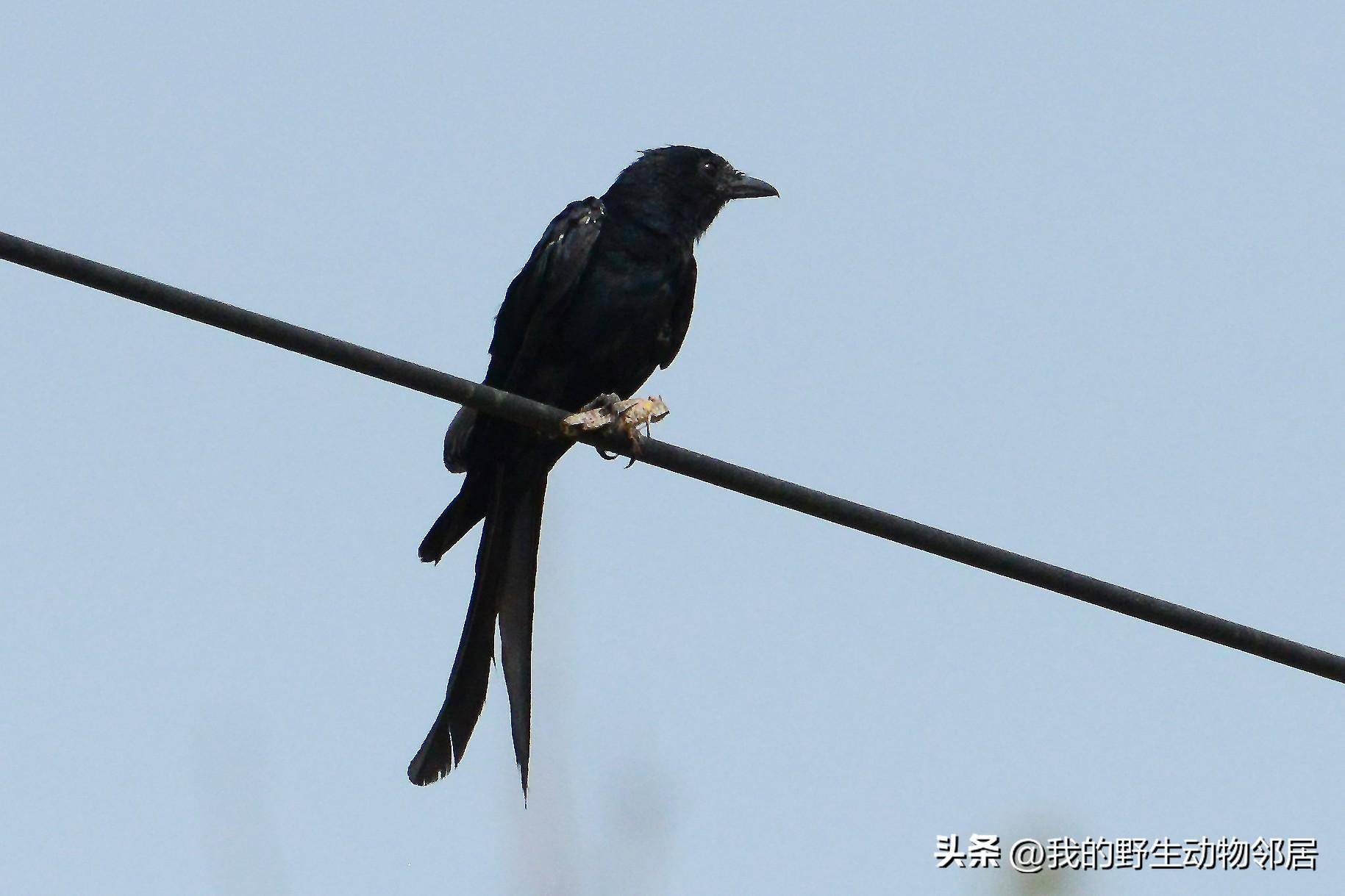 它的名字叫"黑老婆儿"_中国_昆虫_动物