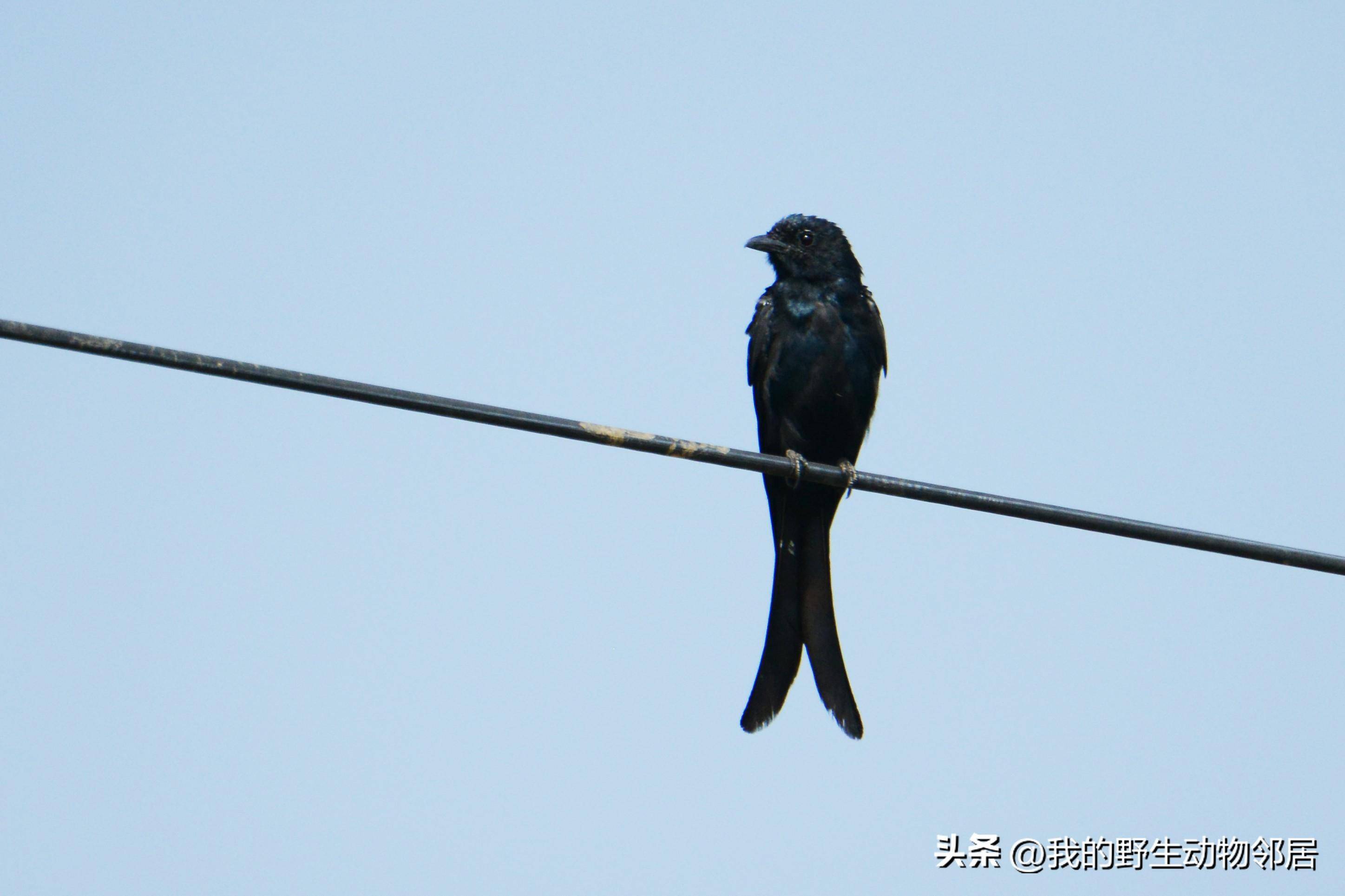 它的名字叫"黑老婆儿"_中国_昆虫_动物