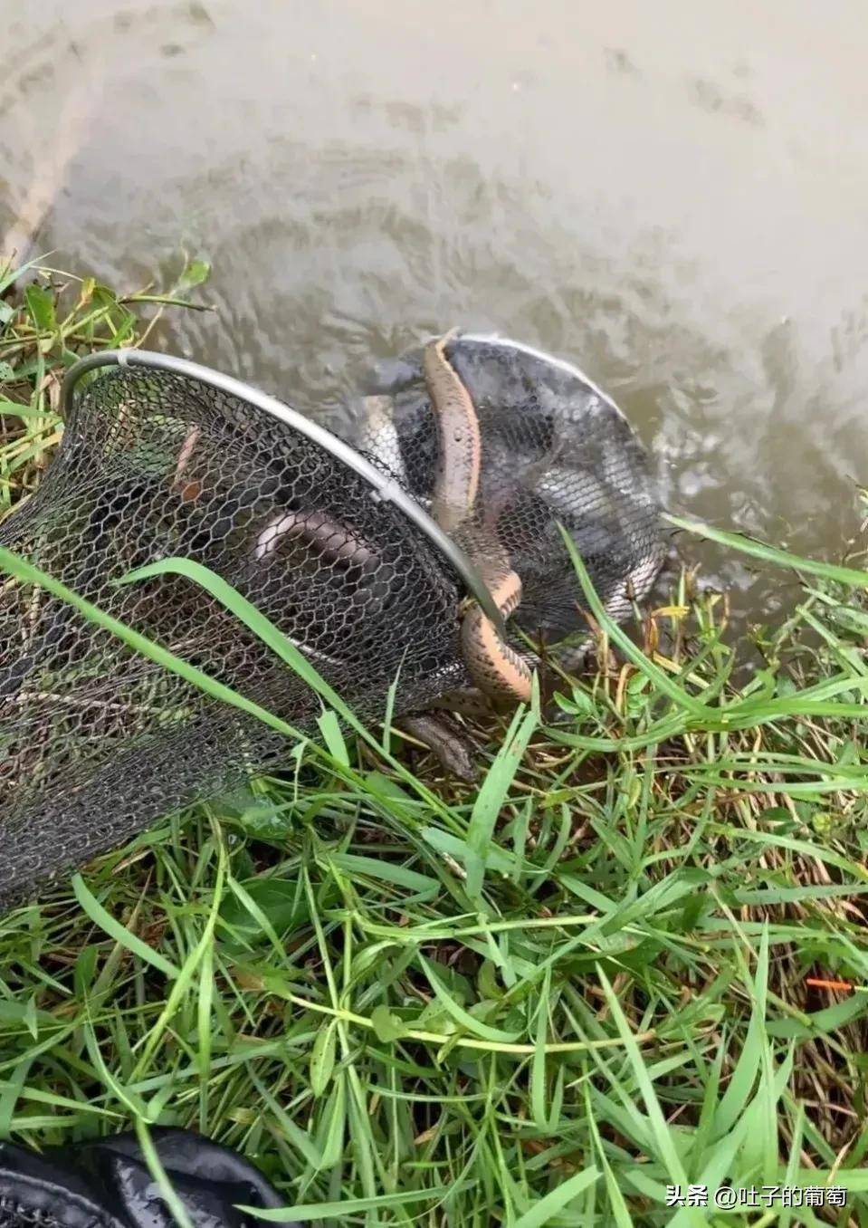 水蛇真的不上岸吗?_桂林地区_基本_时候