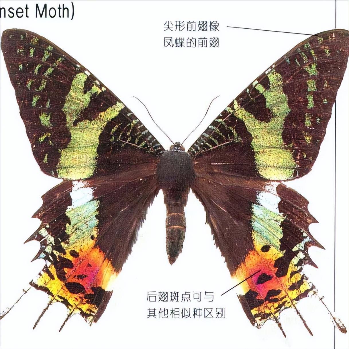 白天出没的蛾类,不但白天出没而且和蝴蝶一样漂亮,是哪几种蛾?