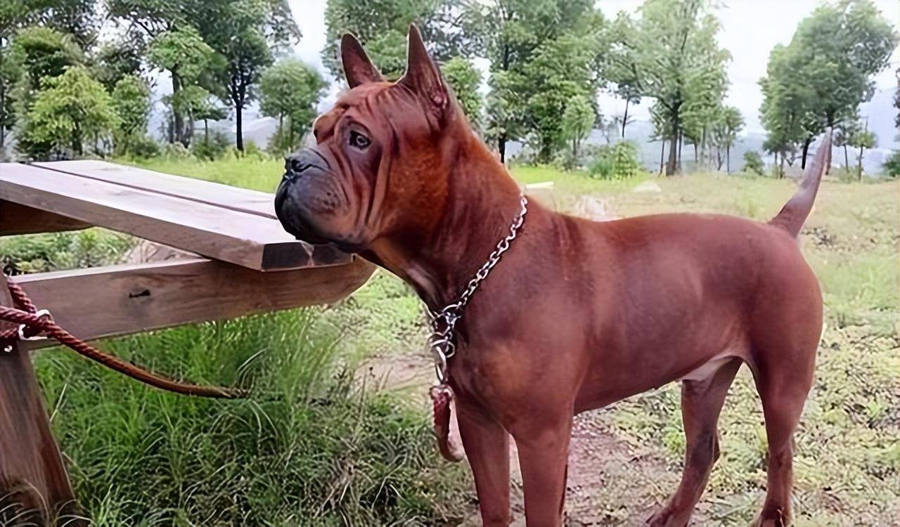 这才是真正的国产猎犬-川东猎犬_主人_身体_能力