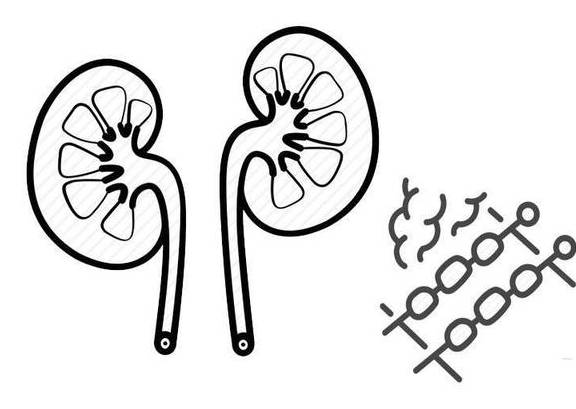 做好"2要2不要,肾脏才会更好_尿液_代谢_疾病