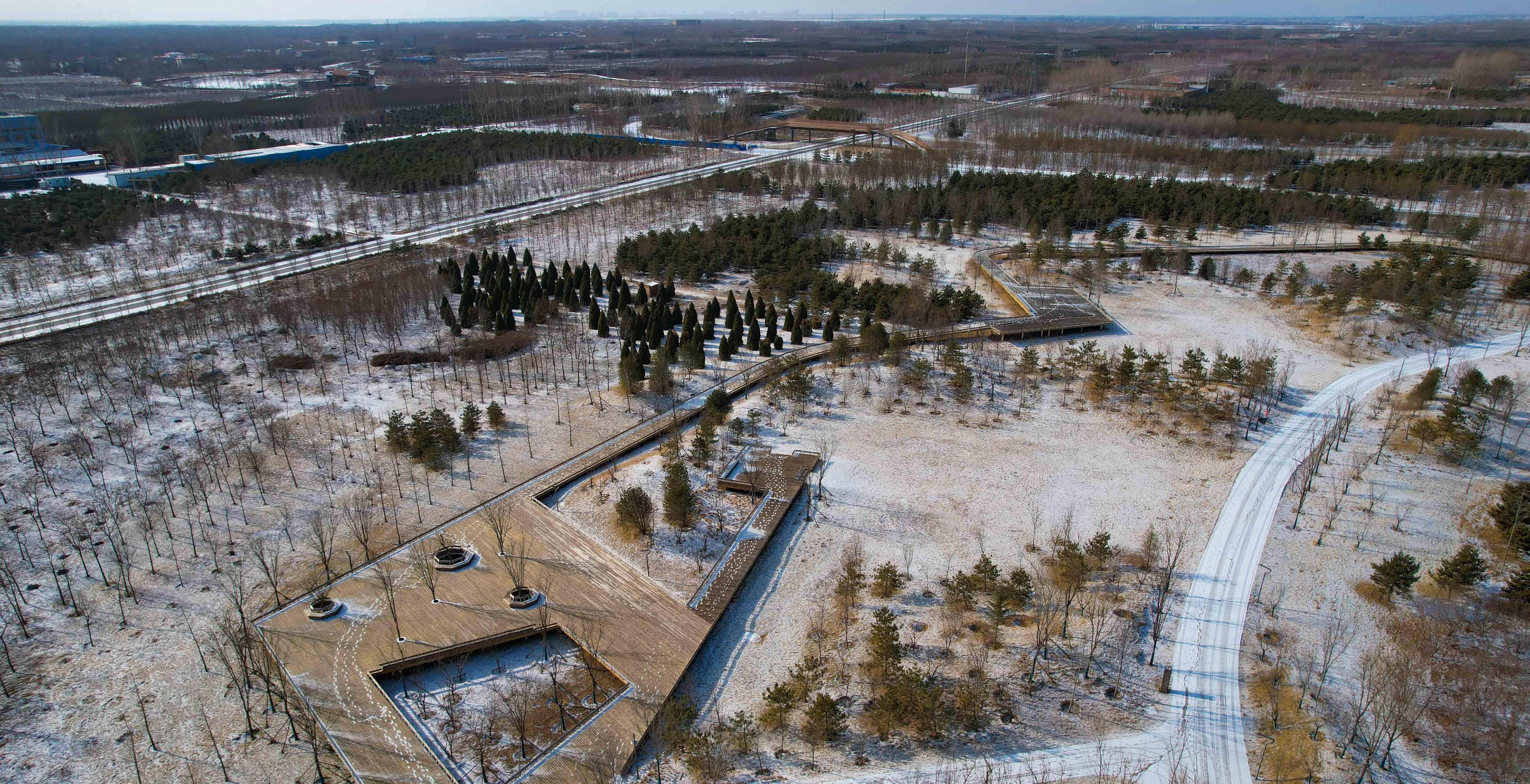 雄安45.4万亩千年秀林披"银装"_世界_白雪_雪景