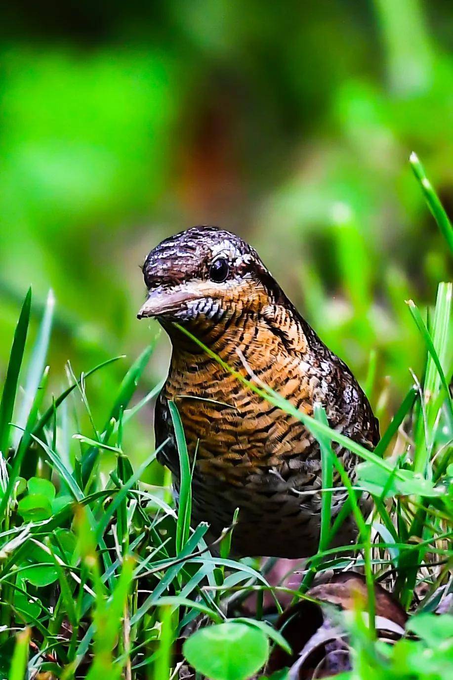 会飞的食蚁兽 蚁裂鸟_啄木鸟_树洞_地面