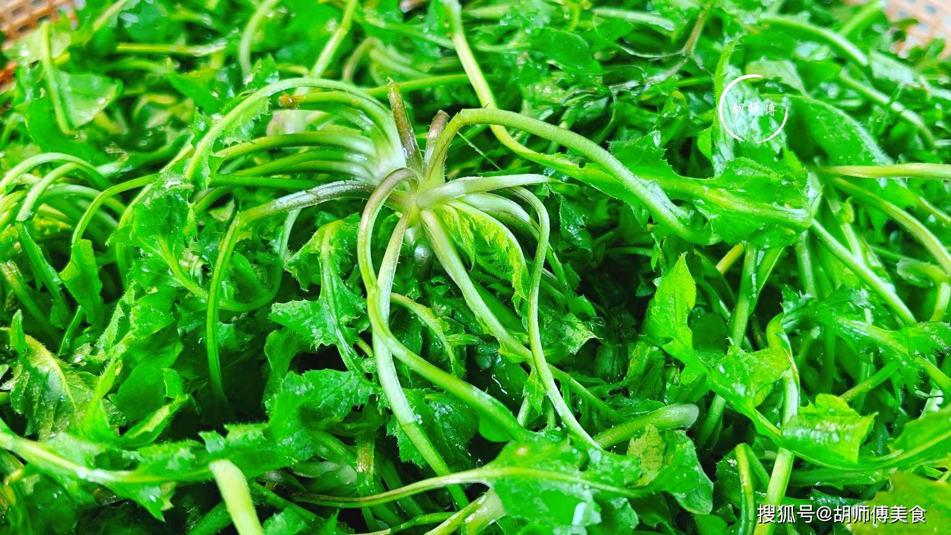 而今天老胡给大家介绍的荠菜饺子,它最适合在春节期间吃,因为在每年