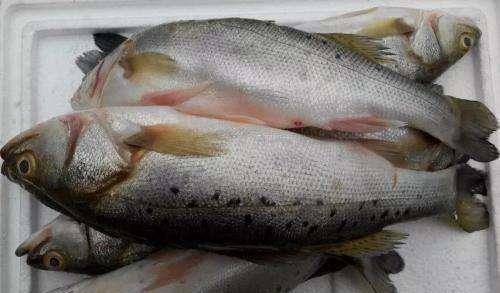 买鲈鱼时,应该选"肚子大"还是"肚子小"的,差别不小,别买错_菜市场