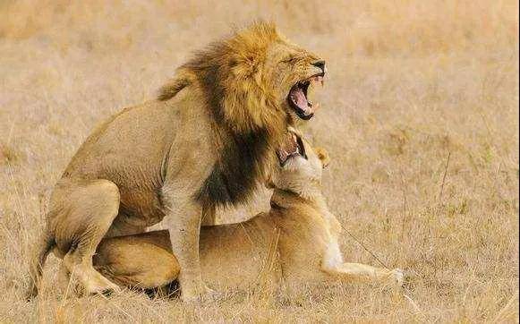 春宵一刻值千金,为何在狮子交配的时候,要发生短暂的打斗?