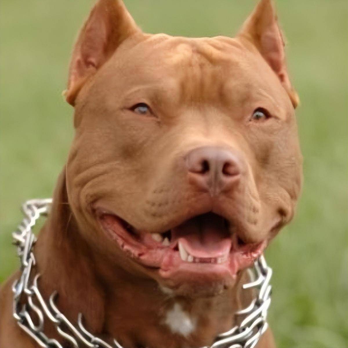 平头哥vs比特犬,当斑鬣狗杀手遇到东北虎克星,谁会笑到最后呢?