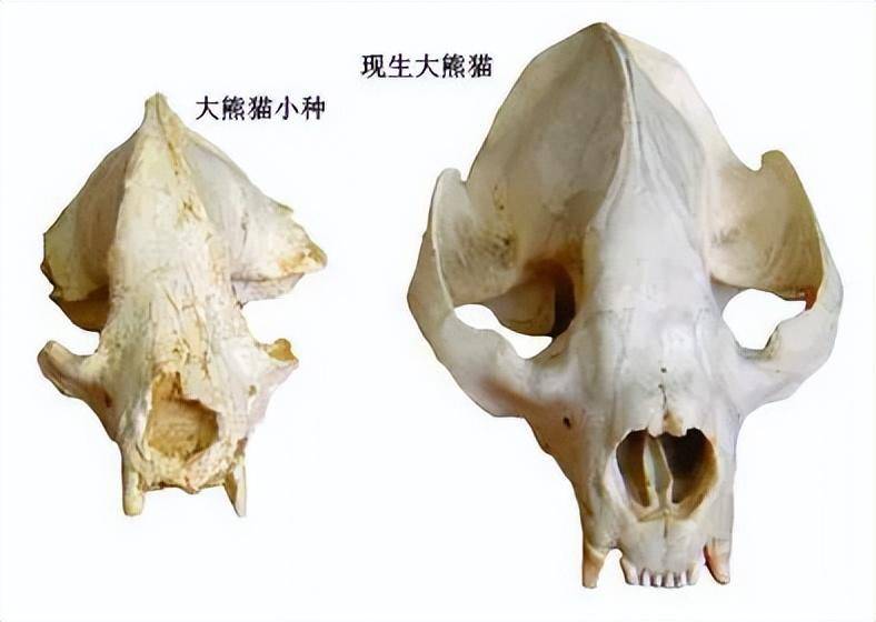 800万年前的晚中新世,发现大熊猫的祖先-始熊猫
