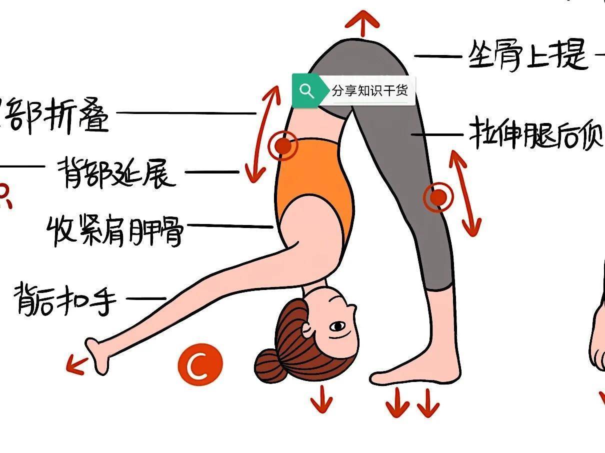 瑜伽体式,"双角式abcd"精讲!