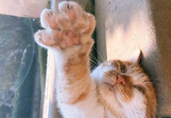 男子拍虐猫视频月入上万,35元就可以买70g虐猫视频_范某庆_虐待_产业