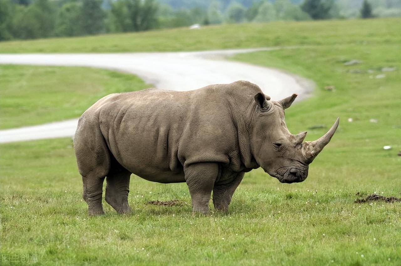 秉性奇怪的非洲犀牛_火车头_犀角_汽车