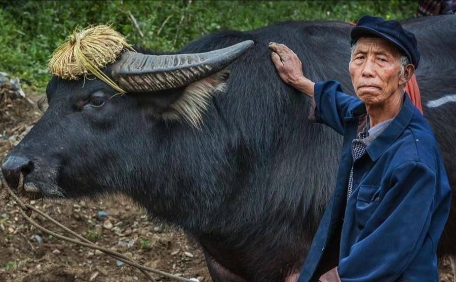 "昆山":赛前必喝六斤白酒,资产雄厚每月伙食费上万_比赛_公牛_擎天柱