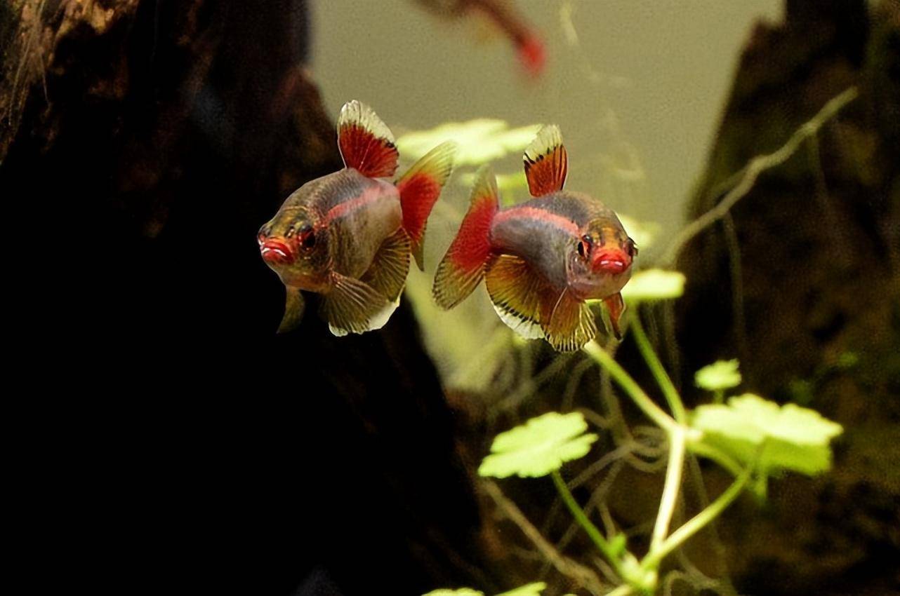 俗称"唐鱼",颜色绚丽似鳑鲏,若钓到请放生,此鱼钓