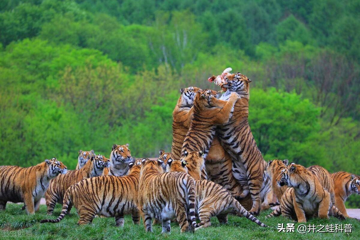 世界上战斗力最强的十大猛兽,排名第一的竟然不是狮子 也不是老虎_动物_体重_北极熊