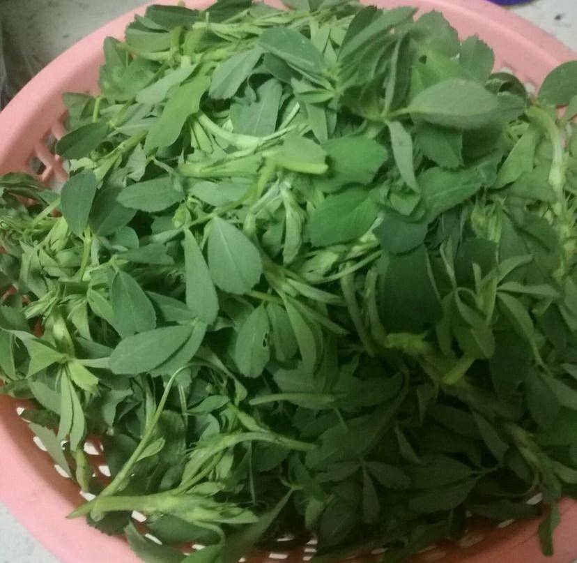 (1)苜蓿菜.下面我們一起來回憶曾經吃過的那些野菜.70.