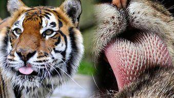 老虎的舌头到底是有多危险_乳头_倒刺_因为