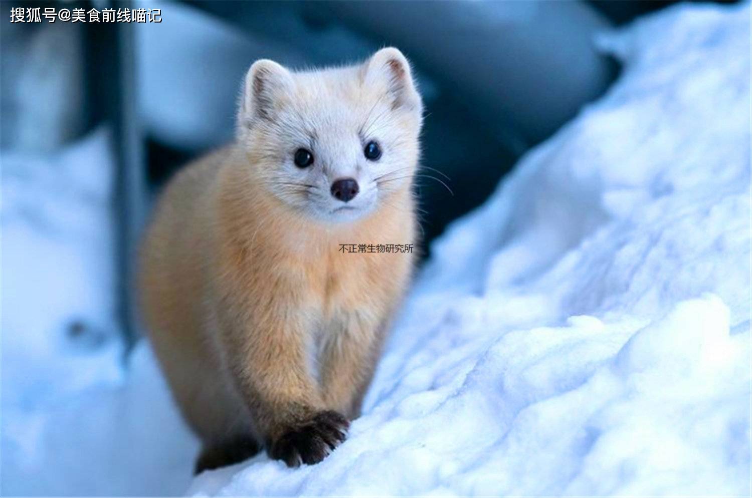 雪地中的紫貂实在可爱,其表情和动作给人一种疗愈的感觉_照片_takashi