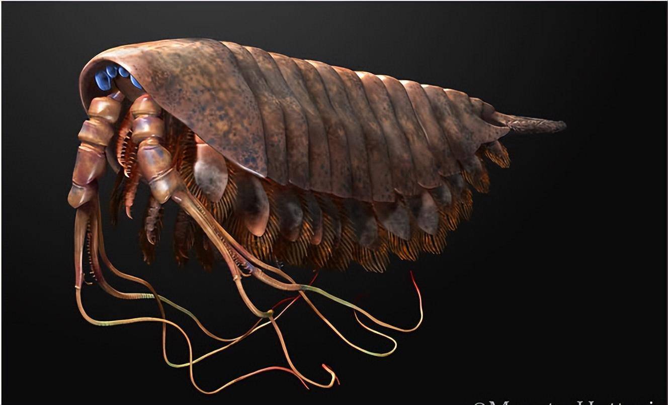 最早的食肉节肢动物-雅乌尼克虫_蜘蛛_身体_关键