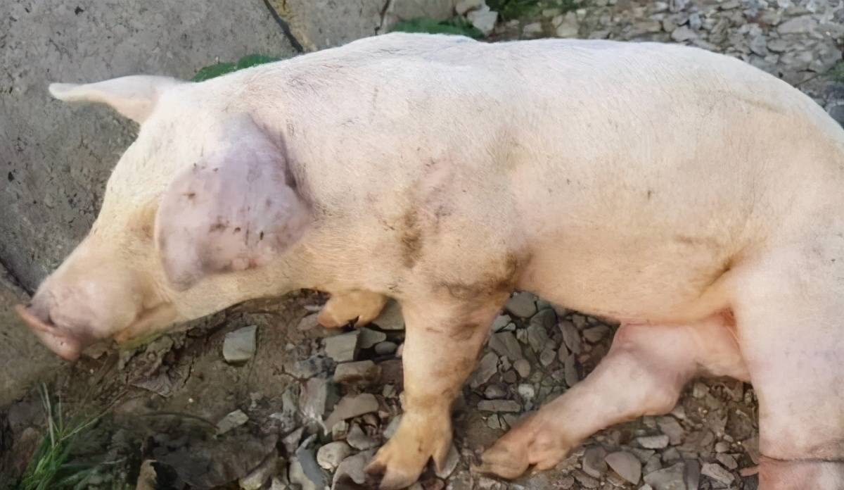 猪膈肌位置图片图片