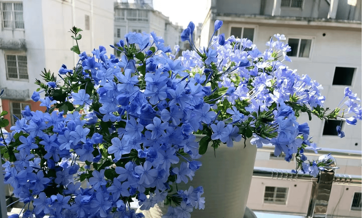 坐标北方,推荐6种封闭阳台的开花机器,冬日有花看