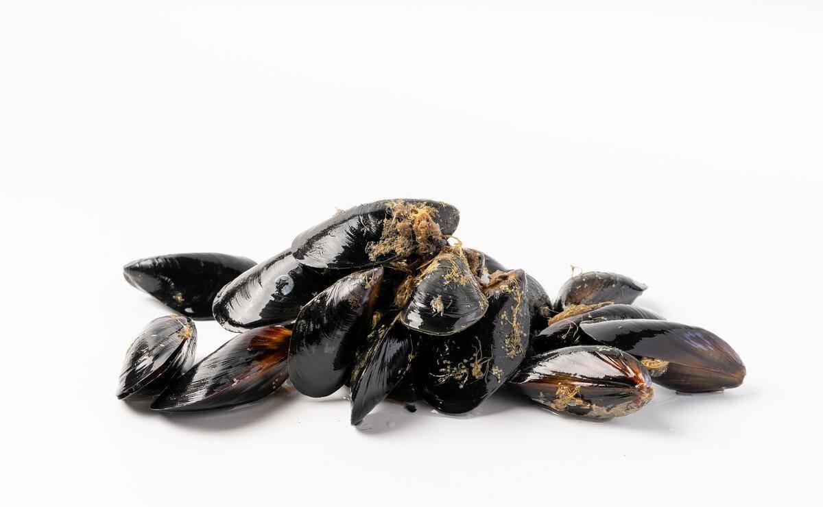 这种贝类海鲜在当地叫什么名字?海虹,青口,淡菜?_贻贝_海域_我国