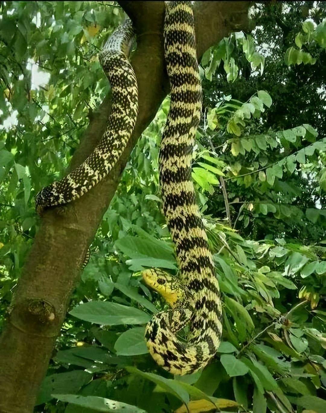 巅峰对决,中国蛇王,迎战非洲死神_曼巴_王锦_毒液