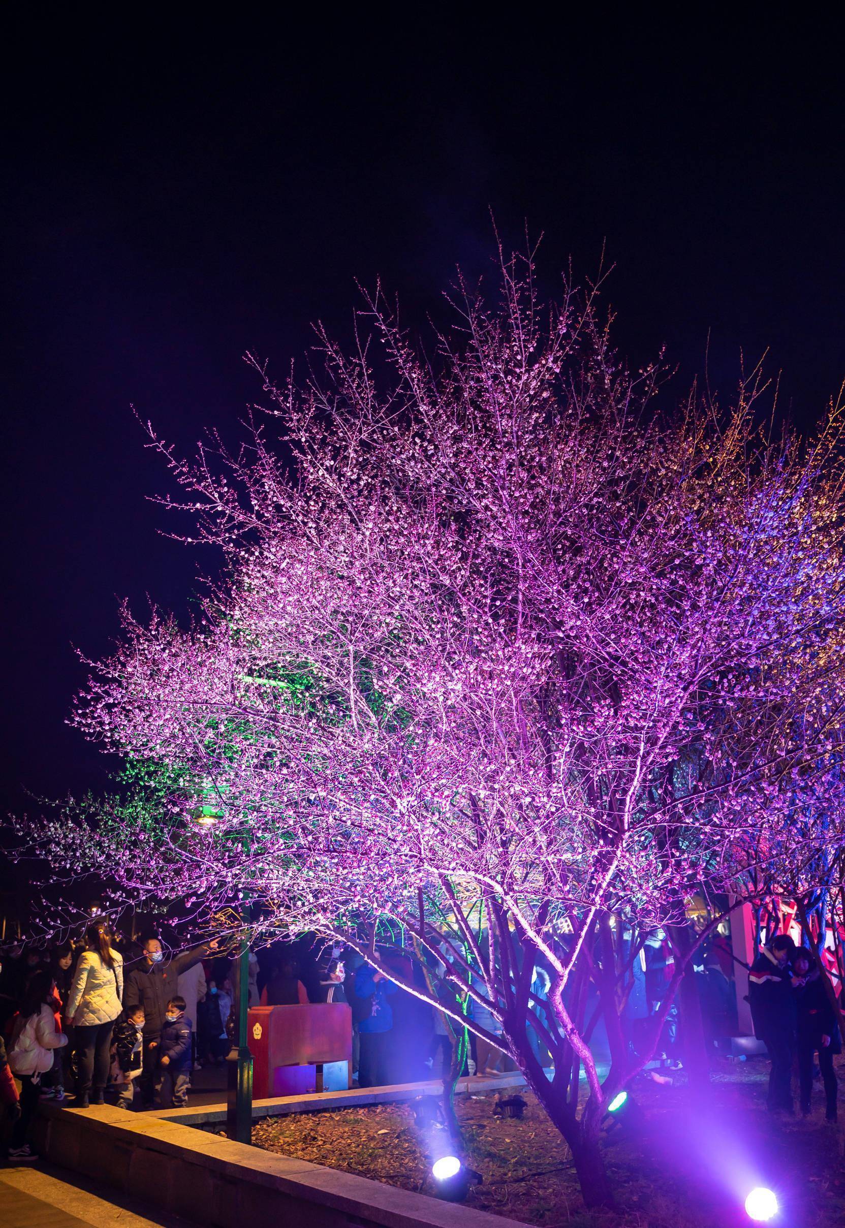 溧水梅花甲金陵