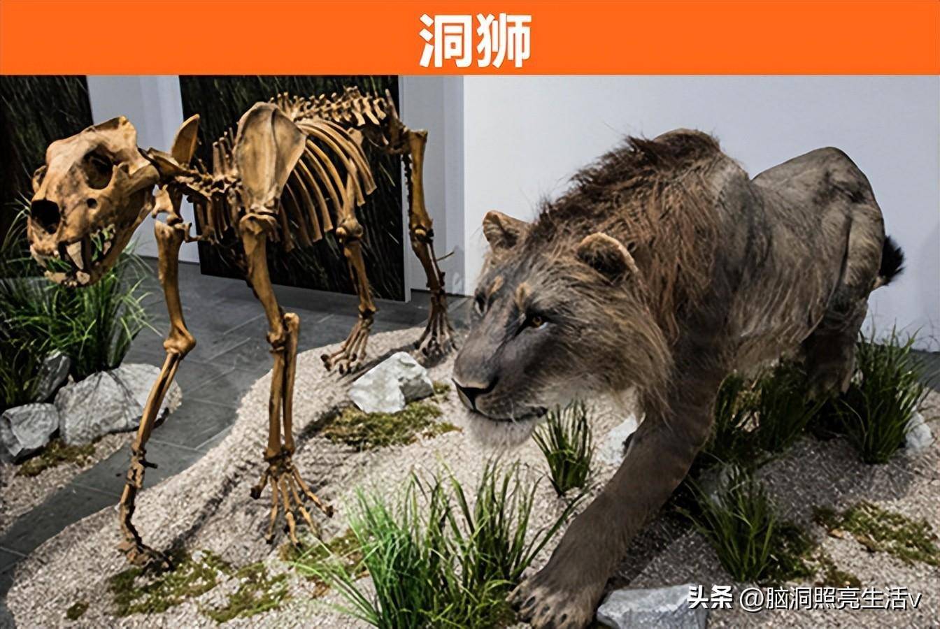 随着科学的发展,人们试图把早已经灭绝的9种动物重新复活_物种_人类