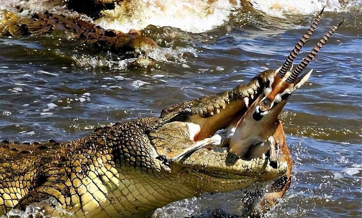四腔心脏能提高血液循环的速度,帮助它们控制体温,还能在狩猎时,提供