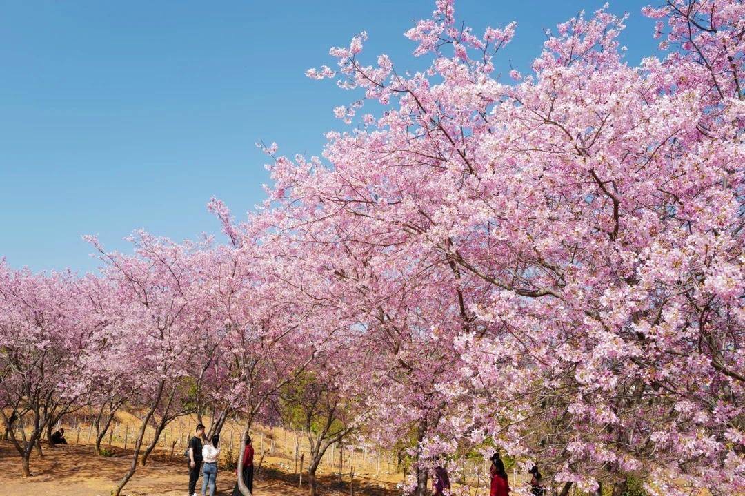 浪漫粉樱,广东韶关樱花公园30万樱花绽放_粉色_建议_东山村