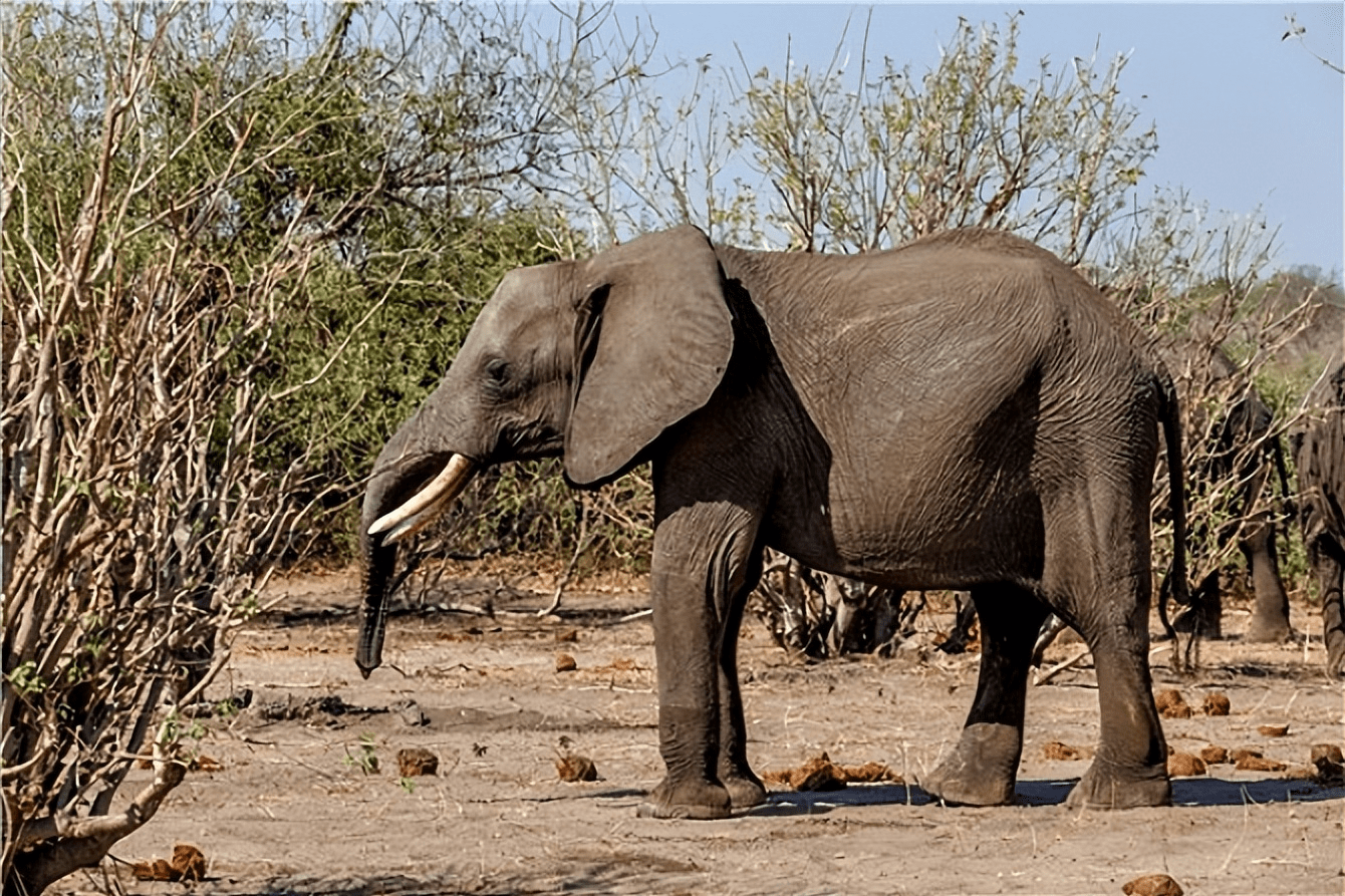 非洲象体重图片