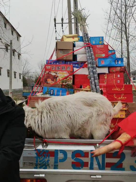 河南:新人定亲礼品很重,整猪活羊头戴大红花,这风俗让人心酸!