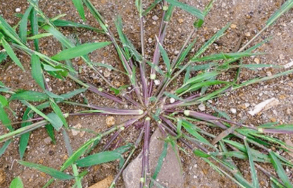 马唐草图片(马唐草图片杂草)