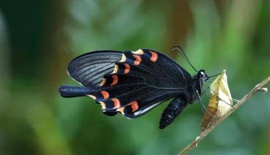 碧凤蝶:一生追逐美 最爱暗色系_幼虫_蝴蝶泉_植物