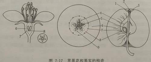 苹果结构示意图图片