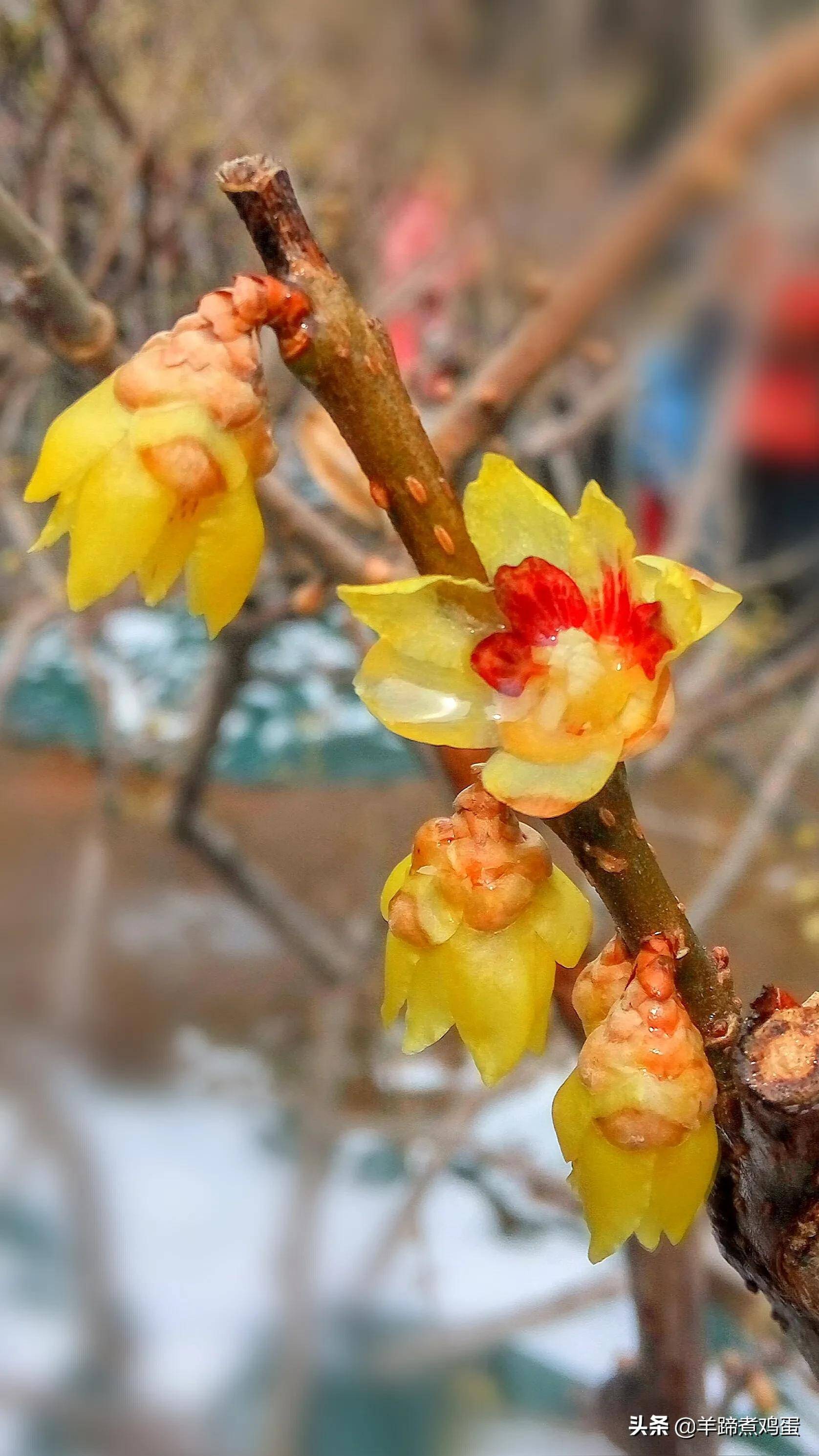 皇园多丽色 梅润香更浓-雪后寻景北京颐和园_琉璃瓦_积雪_腊梅