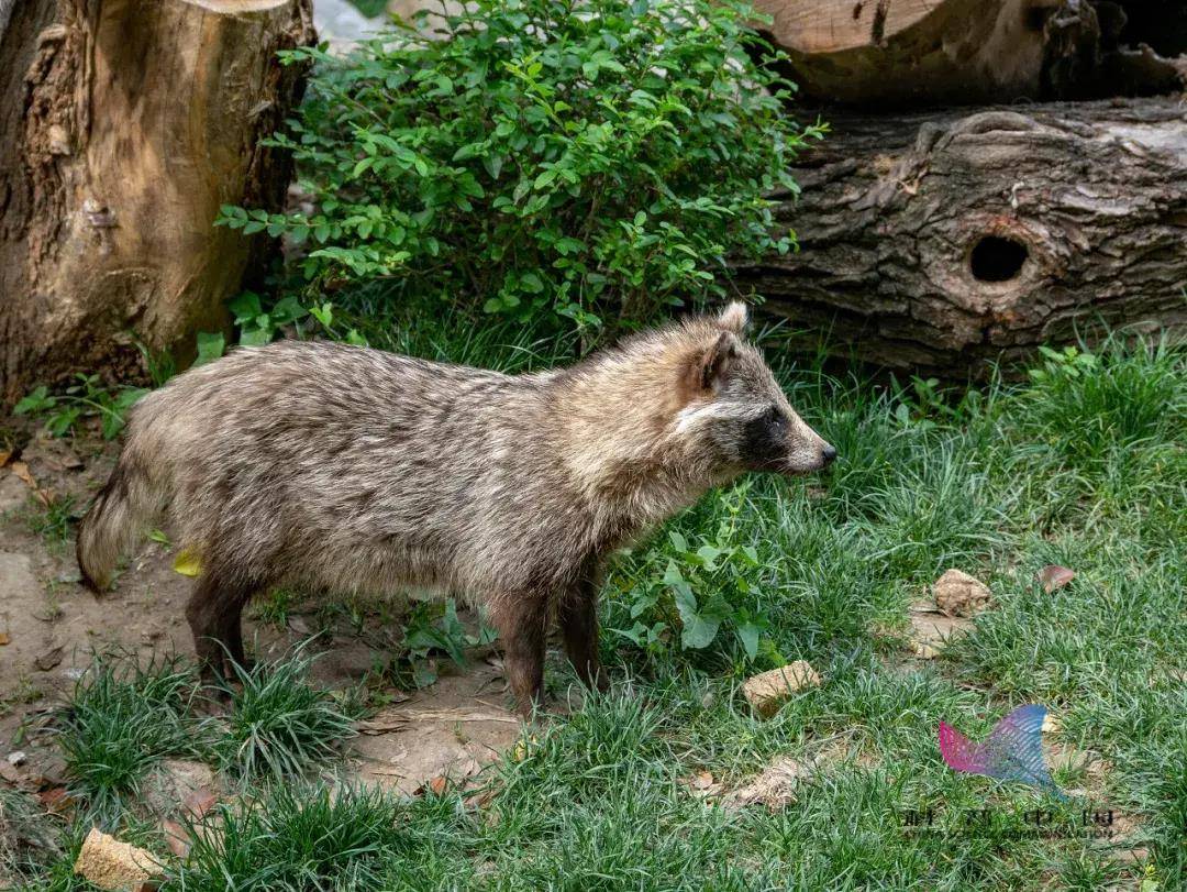 上海100多個小區出現,長得很像小浣熊?_動物_狗獾_日本