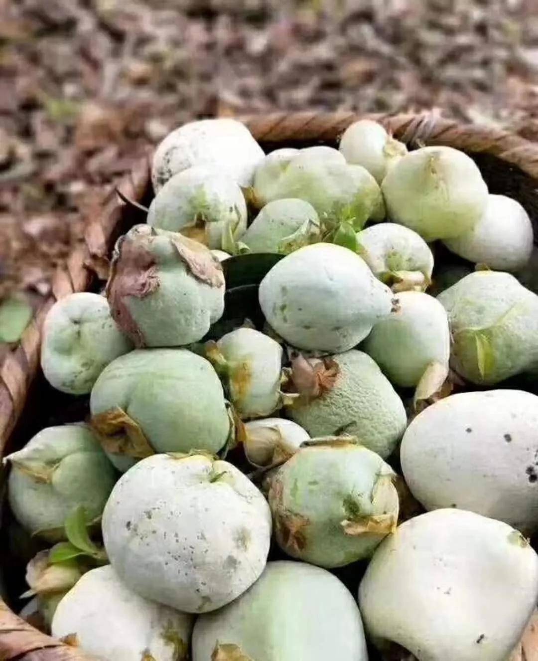 中国特色野生美食《山茶泡,山茶耳》_茶树_口感_变异