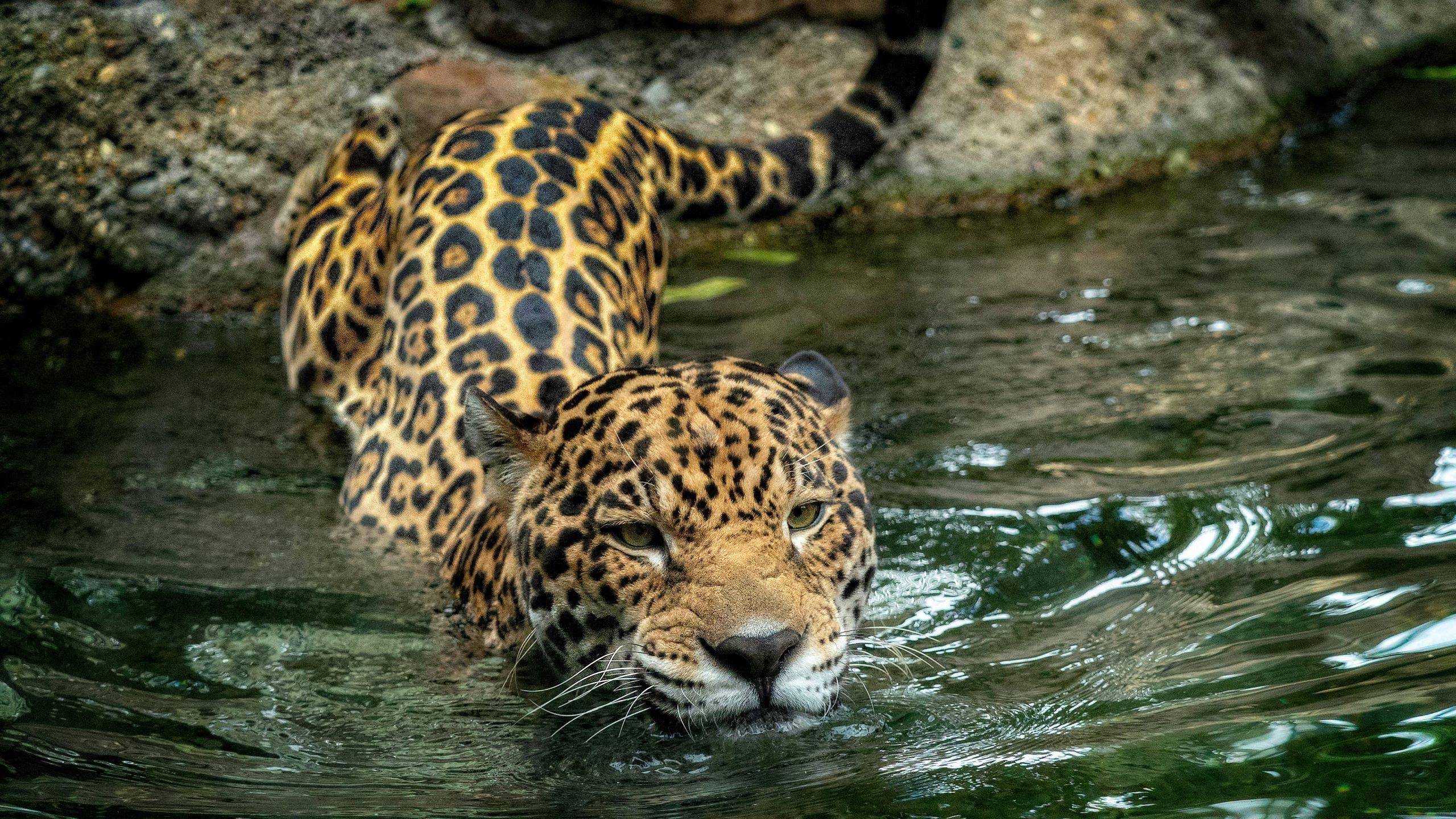 美洲虎(panthera onca)是美洲最大的大型猫科动物.